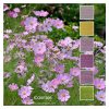 Cosmos ColourStack inspired bby a field of cosmos flowers