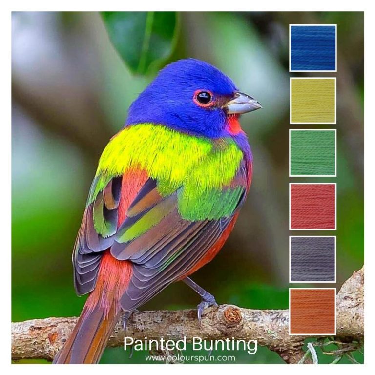 Painted Bunting is a 6 colour Colour Stack inspired by a Painted Bunting bird