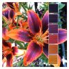 Tiger Lily is a Colour Stack of 6 colours inspired by a tiger lily flower