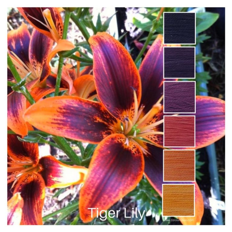 Tiger Lily is a Colour Stack of 6 colours inspired by a tiger lily flower