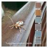 Turquoise Longhorn Beetle is a Colour Stack of 6 colours inspired by a beetle o the same name