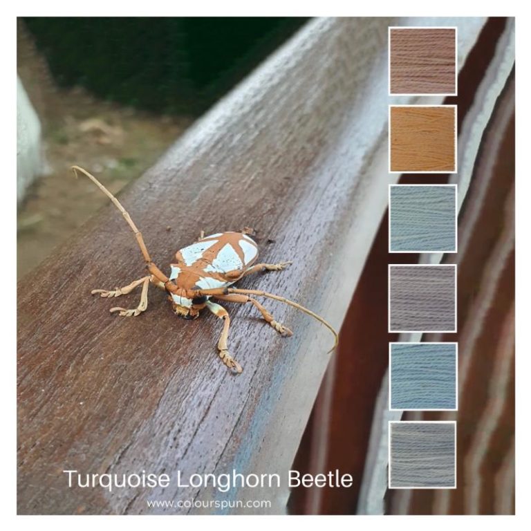 Turquoise Longhorn Beetle is a Colour Stack of 6 colours inspired by a beetle o the same name