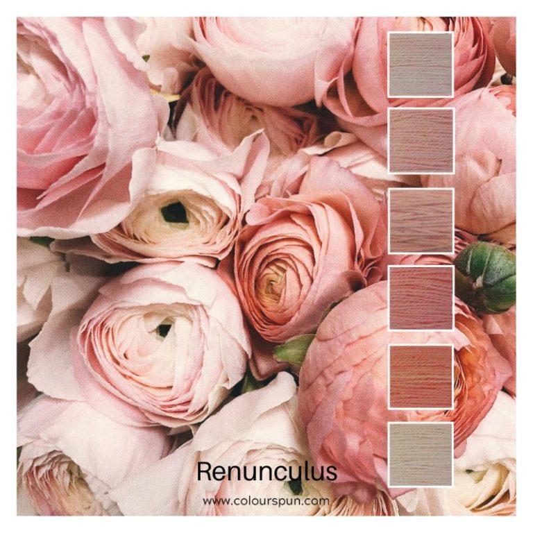 Renunculus is a colour stack of 6 ColourSpun Pure Cotton colours inspired by a bunch of Renunculus flowers in different shades of pink