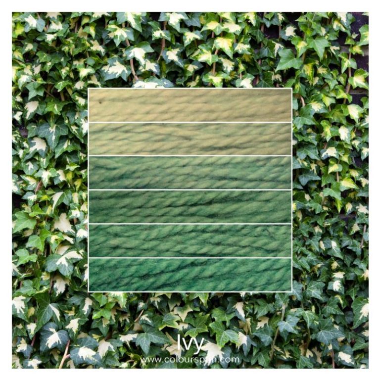Ivy