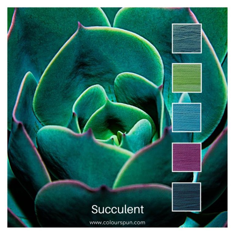 Succulent - a Cotton Five colour pack inspired by a colourful succulent plant
