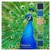 Peacock is a colour stack of 6 ColourSpun Pure Cotton colours inspired by a peacock with its tail open