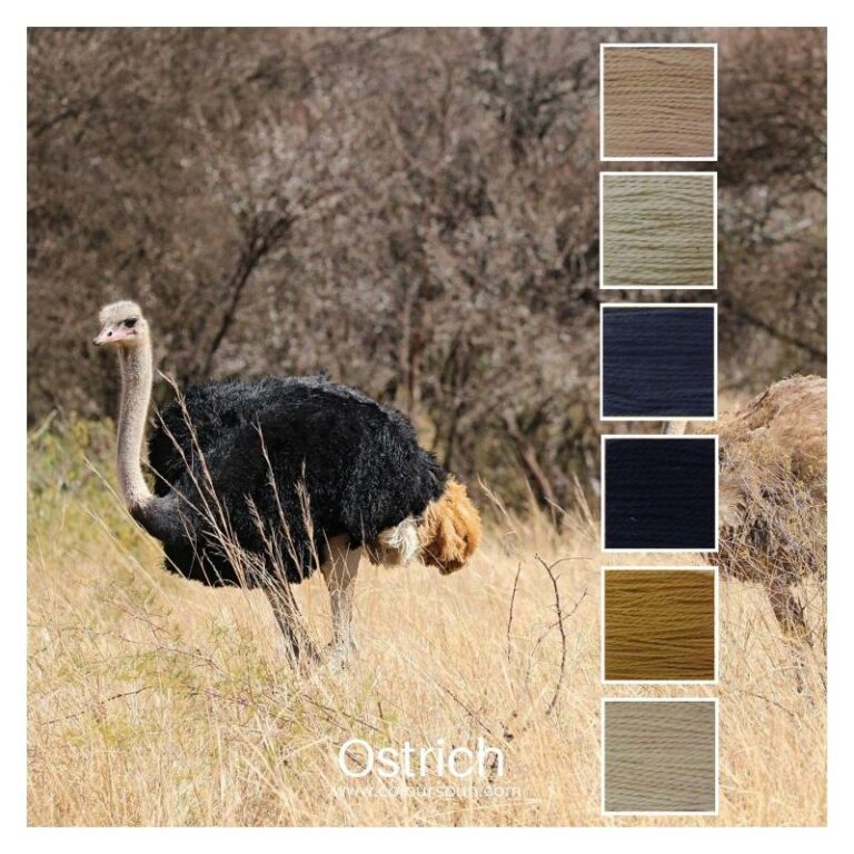 Ostrich is a colour stack of 6 colours inspired by and ostrich in the African bush