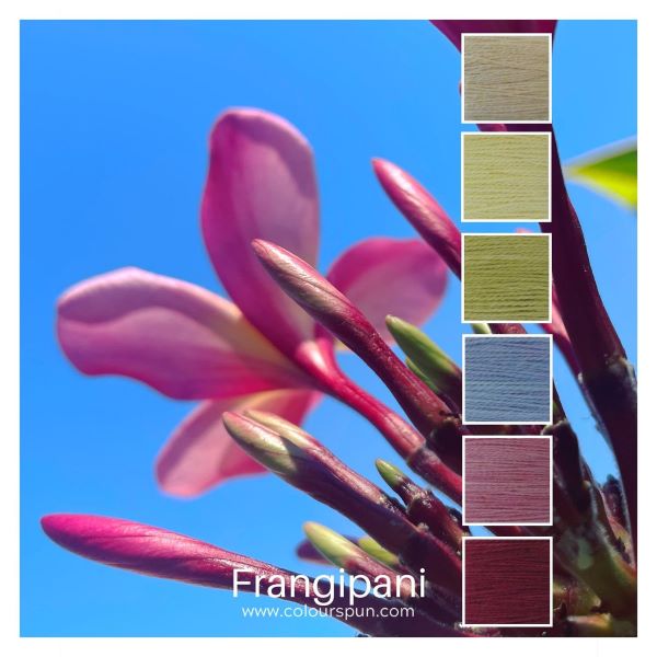 6 yarn cakes are perfectly stacked to give you a beautifully themed colourway. This one is called African Jacana and is made up of the following colours from top to bottom: Chantilly Cream, Blonde, Artichoke, Wild Grape, Hydrangea and Bordeaux