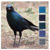 Starling - a Cotton Five colour pack inspired by a Starling