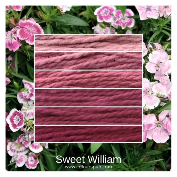 Sweet William - ombre stack. 6 shades of a colour from light to dark.